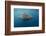 Whale Shark and Golden Trevally, Cenderawasih Bay, West Papua, Indonesia-Pete Oxford-Framed Photographic Print