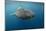 Whale Shark and Golden Trevally, Cenderawasih Bay, West Papua, Indonesia-Pete Oxford-Mounted Photographic Print