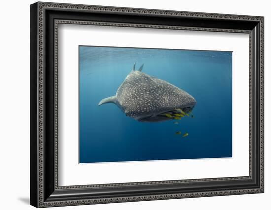 Whale Shark and Golden Trevally, Cenderawasih Bay, West Papua, Indonesia-Pete Oxford-Framed Photographic Print