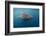 Whale Shark and Golden Trevally, Cenderawasih Bay, West Papua, Indonesia-Pete Oxford-Framed Photographic Print