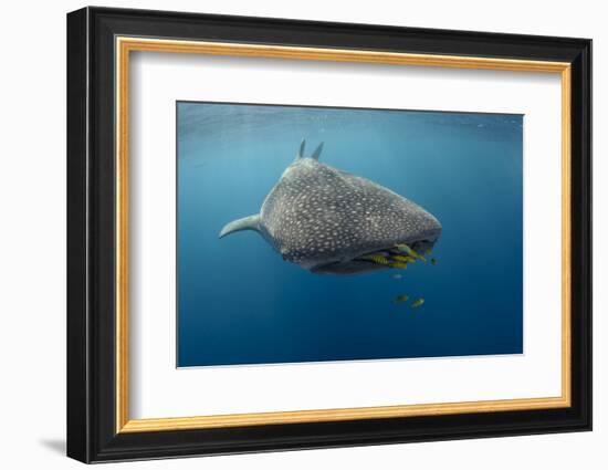 Whale Shark and Golden Trevally, Cenderawasih Bay, West Papua, Indonesia-Pete Oxford-Framed Photographic Print