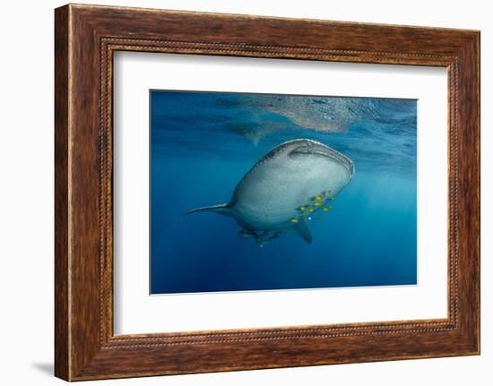 Whale Shark and Golden Trevally, Cenderawasih Bay, West Papua, Indonesia-Pete Oxford-Framed Photographic Print