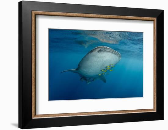 Whale Shark and Golden Trevally, Cenderawasih Bay, West Papua, Indonesia-Pete Oxford-Framed Photographic Print