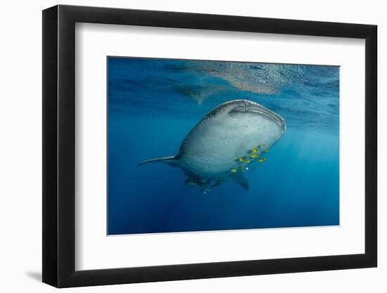 Whale Shark and Golden Trevally, Cenderawasih Bay, West Papua, Indonesia-Pete Oxford-Framed Photographic Print