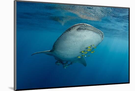 Whale Shark and Golden Trevally, Cenderawasih Bay, West Papua, Indonesia-Pete Oxford-Mounted Photographic Print