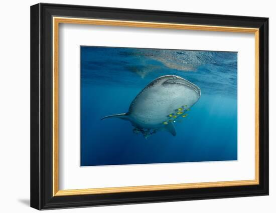 Whale Shark and Golden Trevally, Cenderawasih Bay, West Papua, Indonesia-Pete Oxford-Framed Photographic Print