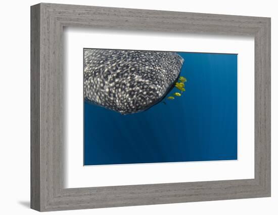 Whale Shark and Golden Trevally, Cenderawasih Bay, West Papua, Indonesia-Pete Oxford-Framed Photographic Print