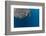 Whale Shark and Golden Trevally, Cenderawasih Bay, West Papua, Indonesia-Pete Oxford-Framed Photographic Print