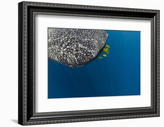 Whale Shark and Golden Trevally, Cenderawasih Bay, West Papua, Indonesia-Pete Oxford-Framed Photographic Print