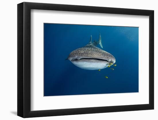 Whale Shark and Golden Trevally, Cenderawasih Bay, West Papua, Indonesia-Pete Oxford-Framed Photographic Print