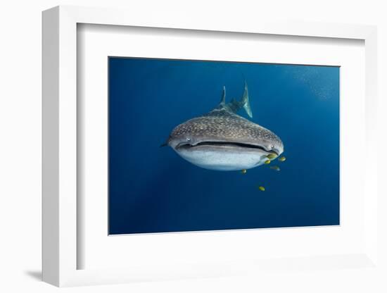 Whale Shark and Golden Trevally, Cenderawasih Bay, West Papua, Indonesia-Pete Oxford-Framed Photographic Print