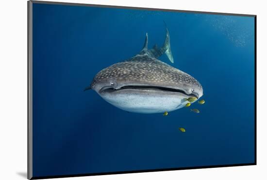 Whale Shark and Golden Trevally, Cenderawasih Bay, West Papua, Indonesia-Pete Oxford-Mounted Photographic Print