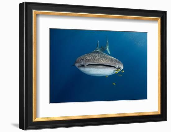 Whale Shark and Golden Trevally, Cenderawasih Bay, West Papua, Indonesia-Pete Oxford-Framed Photographic Print