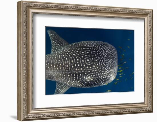 Whale Shark and Golden Trevally, Cenderawasih Bay, West Papua, Indonesia-Pete Oxford-Framed Photographic Print