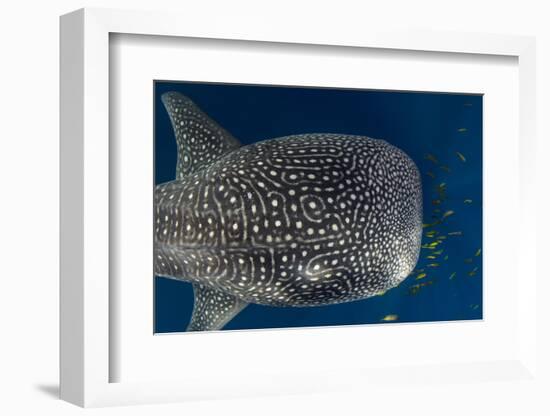 Whale Shark and Golden Trevally, Cenderawasih Bay, West Papua, Indonesia-Pete Oxford-Framed Photographic Print