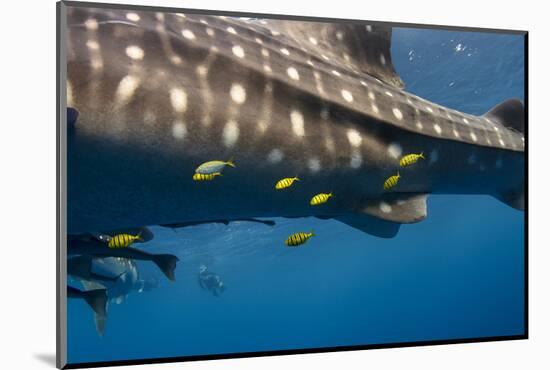 Whale Shark and Golden Trevally, Cenderawasih Bay, West Papua, Indonesia-Pete Oxford-Mounted Photographic Print