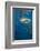 Whale Shark and Golden Trevally, Cenderawasih Bay, West Papua, Indonesia-Pete Oxford-Framed Photographic Print