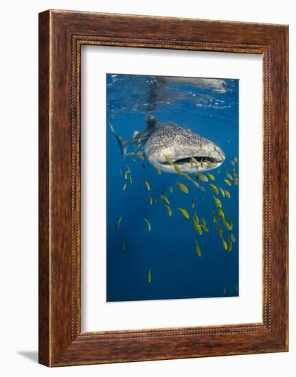 Whale Shark and Golden Trevally, Cenderawasih Bay, West Papua, Indonesia-Pete Oxford-Framed Photographic Print