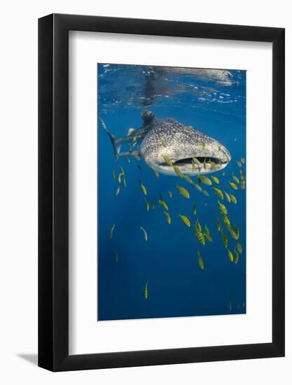 Whale Shark and Golden Trevally, Cenderawasih Bay, West Papua, Indonesia-Pete Oxford-Framed Photographic Print