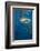 Whale Shark and Golden Trevally, Cenderawasih Bay, West Papua, Indonesia-Pete Oxford-Framed Photographic Print