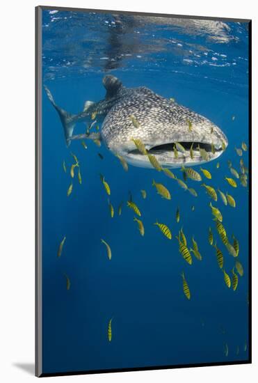 Whale Shark and Golden Trevally, Cenderawasih Bay, West Papua, Indonesia-Pete Oxford-Mounted Photographic Print