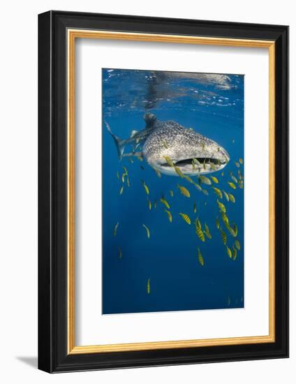 Whale Shark and Golden Trevally, Cenderawasih Bay, West Papua, Indonesia-Pete Oxford-Framed Photographic Print