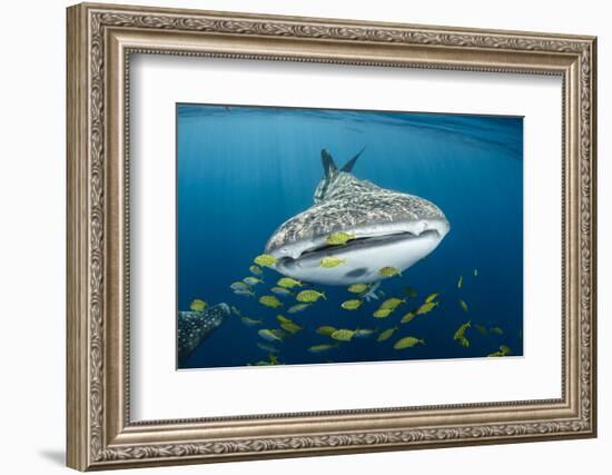 Whale Shark and Golden Trevally, Cenderawasih Bay, West Papua, Indonesia-Pete Oxford-Framed Photographic Print