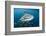 Whale Shark and Golden Trevally, Cenderawasih Bay, West Papua, Indonesia-Pete Oxford-Framed Photographic Print