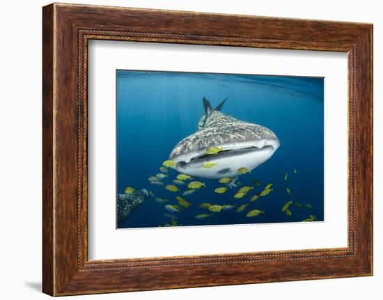 Whale Shark and Golden Trevally, Cenderawasih Bay, West Papua, Indonesia-Pete Oxford-Framed Photographic Print