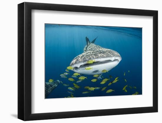 Whale Shark and Golden Trevally, Cenderawasih Bay, West Papua, Indonesia-Pete Oxford-Framed Photographic Print