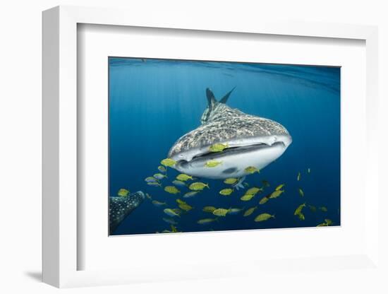 Whale Shark and Golden Trevally, Cenderawasih Bay, West Papua, Indonesia-Pete Oxford-Framed Photographic Print