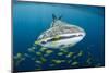 Whale Shark and Golden Trevally, Cenderawasih Bay, West Papua, Indonesia-Pete Oxford-Mounted Photographic Print