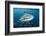 Whale Shark and Golden Trevally, Cenderawasih Bay, West Papua, Indonesia-Pete Oxford-Framed Photographic Print