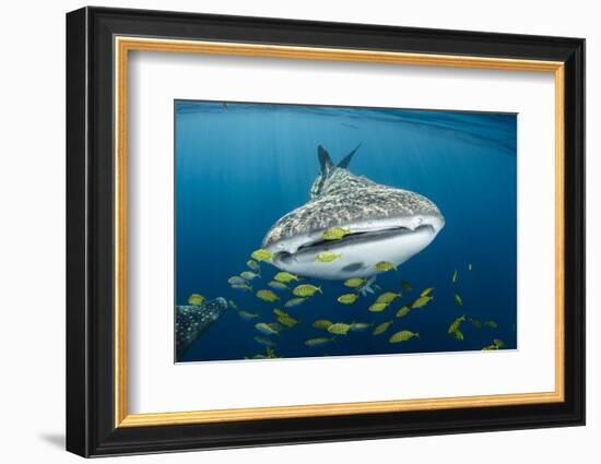 Whale Shark and Golden Trevally, Cenderawasih Bay, West Papua, Indonesia-Pete Oxford-Framed Photographic Print