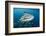 Whale Shark and Golden Trevally, Cenderawasih Bay, West Papua, Indonesia-Pete Oxford-Framed Photographic Print