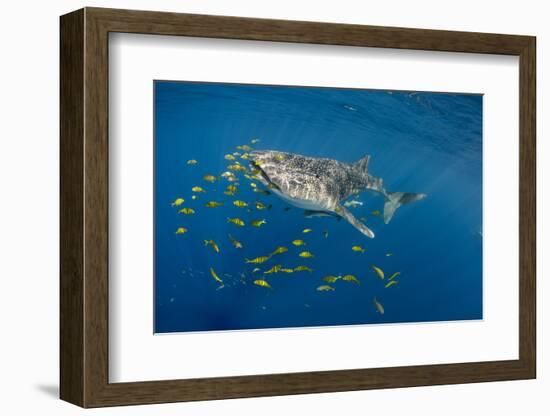 Whale Shark and Golden Trevally, Cenderawasih Bay, West Papua, Indonesia-Pete Oxford-Framed Photographic Print