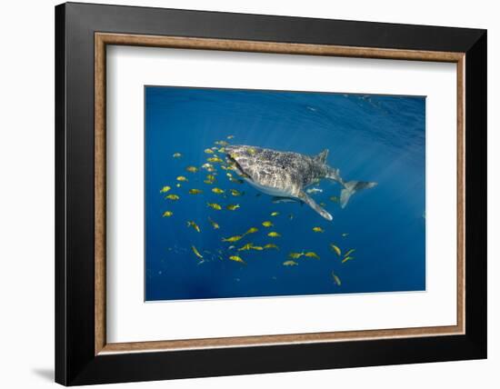 Whale Shark and Golden Trevally, Cenderawasih Bay, West Papua, Indonesia-Pete Oxford-Framed Photographic Print