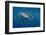 Whale Shark and Golden Trevally, Cenderawasih Bay, West Papua, Indonesia-Pete Oxford-Framed Photographic Print