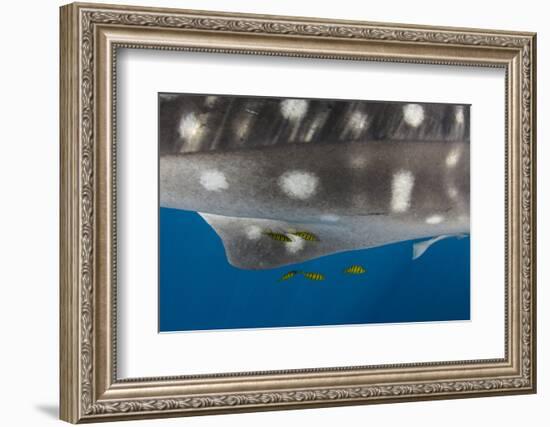 Whale Shark and Golden Trevally, Cenderawasih Bay, West Papua, Indonesia-Pete Oxford-Framed Photographic Print