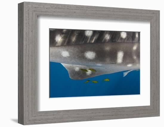 Whale Shark and Golden Trevally, Cenderawasih Bay, West Papua, Indonesia-Pete Oxford-Framed Photographic Print