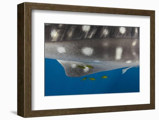 Whale Shark and Golden Trevally, Cenderawasih Bay, West Papua, Indonesia-Pete Oxford-Framed Photographic Print