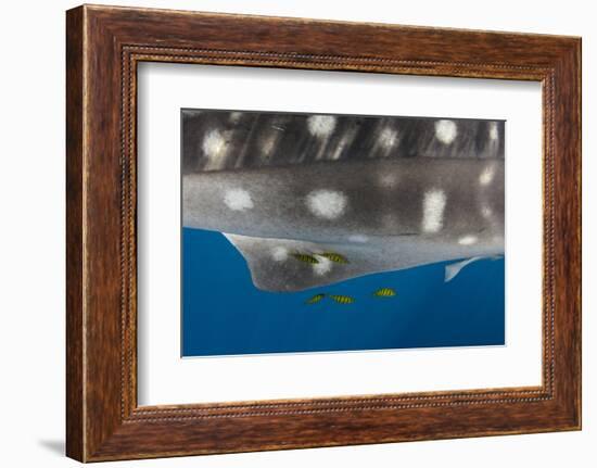 Whale Shark and Golden Trevally, Cenderawasih Bay, West Papua, Indonesia-Pete Oxford-Framed Photographic Print