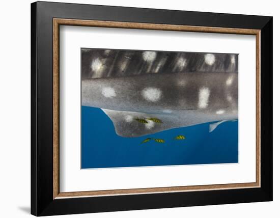 Whale Shark and Golden Trevally, Cenderawasih Bay, West Papua, Indonesia-Pete Oxford-Framed Photographic Print