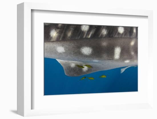 Whale Shark and Golden Trevally, Cenderawasih Bay, West Papua, Indonesia-Pete Oxford-Framed Photographic Print