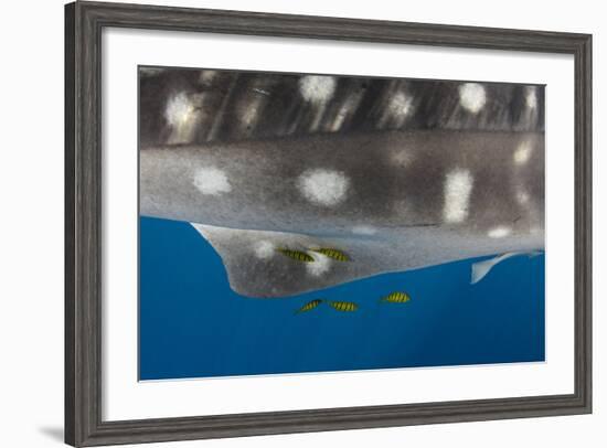 Whale Shark and Golden Trevally, Cenderawasih Bay, West Papua, Indonesia-Pete Oxford-Framed Photographic Print