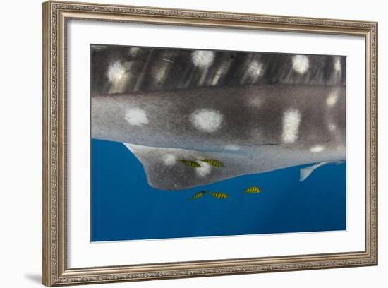 Whale Shark and Golden Trevally, Cenderawasih Bay, West Papua, Indonesia-Pete Oxford-Framed Photographic Print