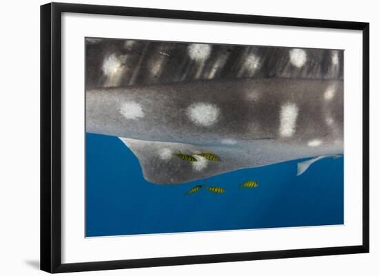 Whale Shark and Golden Trevally, Cenderawasih Bay, West Papua, Indonesia-Pete Oxford-Framed Photographic Print