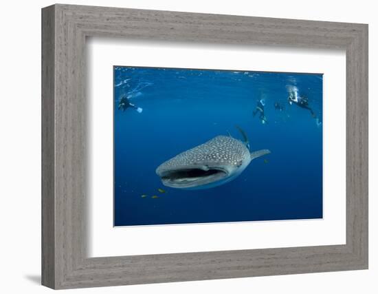 Whale Shark and People. Cenderawasih Bay, West Papua, Indonesia-Pete Oxford-Framed Photographic Print