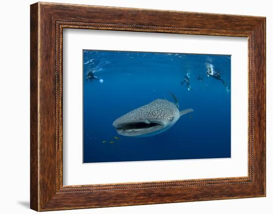 Whale Shark and People. Cenderawasih Bay, West Papua, Indonesia-Pete Oxford-Framed Photographic Print