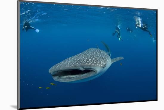 Whale Shark and People. Cenderawasih Bay, West Papua, Indonesia-Pete Oxford-Mounted Photographic Print